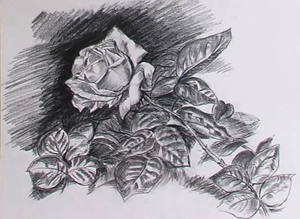 Dibujos de flores a carboncillo - Imagui