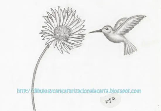 dibujos y caricaturizacion a la carta: Dibujo Flor Margarita a Lapiz