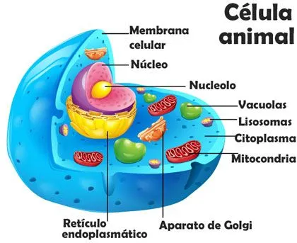 Dibujos de la celula animal y sus partes
