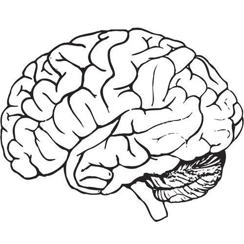 Imagen de un cerebro humano para colorear - Imagui