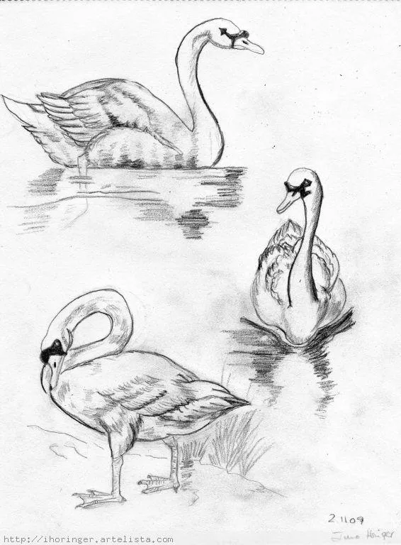 Dibujos de cisnes a lapiz - Imagui