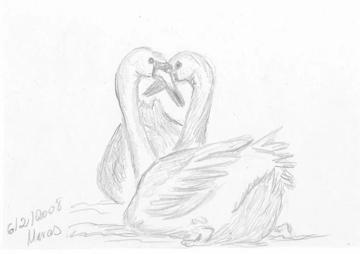 Dibujos de cisnes a lapiz - Imagui