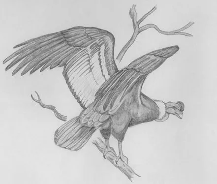 Dibujo de un condor de los andes - Imagui