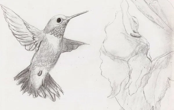 Dibujos de colibris a lapiz - Imagui