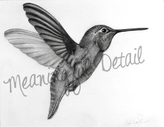 Dibujos de colibri a lapiz - Imagui