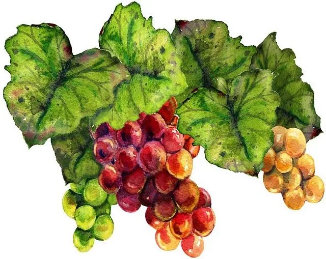 dibujos coloreados racimos de uvas - Imagenes y dibujos para imprimir