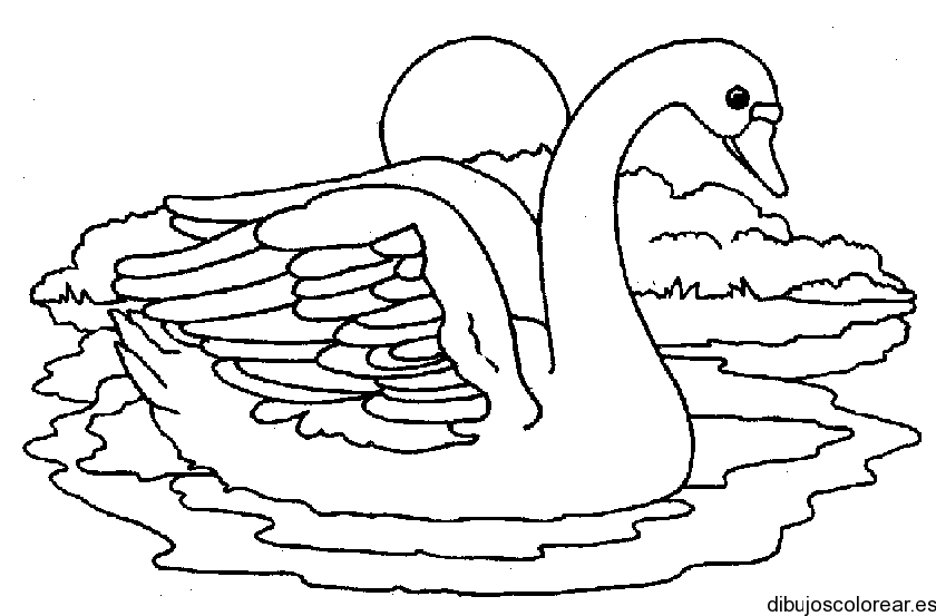 Cisnes | Dibujos para Colorear