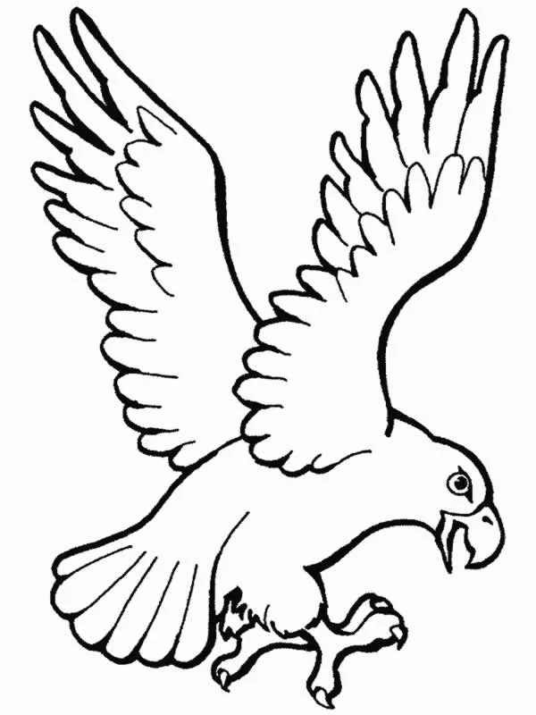 Dibujos para colorear de Aguilas, Plantillas para colorear de Aguilas