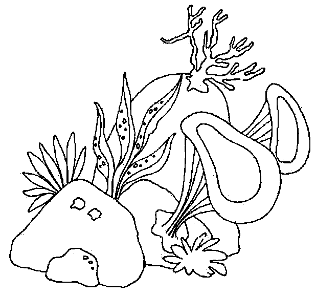 Dibujos para colorear de Algas marinas