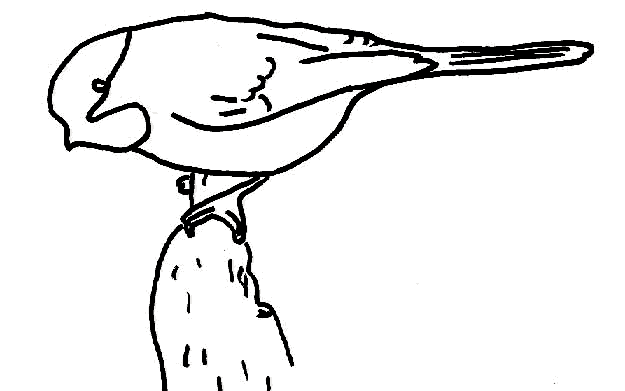 turpial ave Colouring Pages