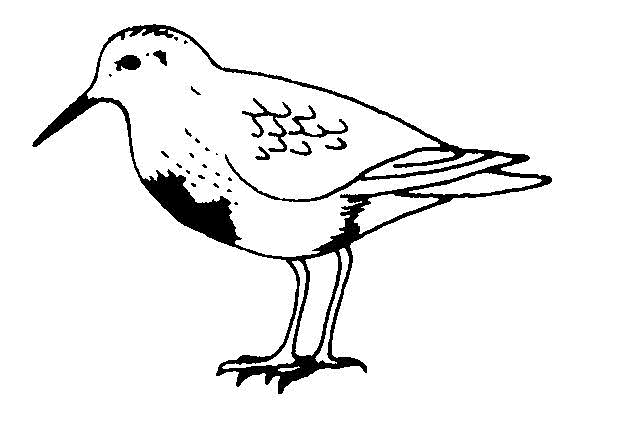 Dibujo para colorear de un turpial ave nacional - Imagui