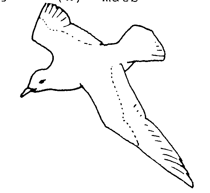 Dibujos para colorear de Aves