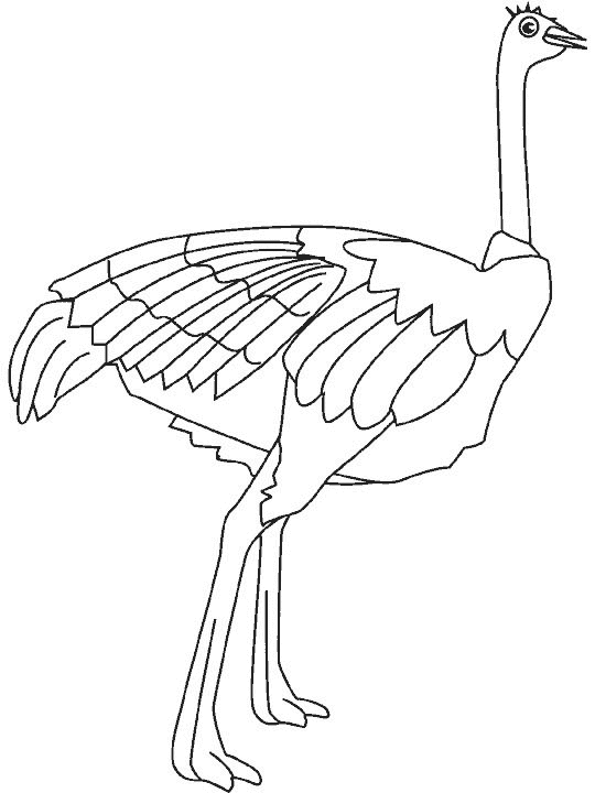 Dibujos para colorear de Avestruces, Struthio camelus, avestruz, ñandú