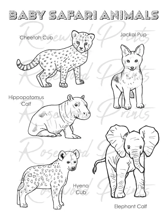 Dibujos para colorear de Baby Safari Animals - Etsy México