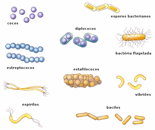 Bacteria para colorear - Imagui