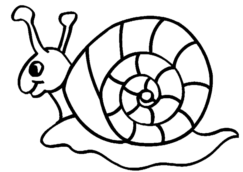 Imagenes de animales invertebrados para dibujar - Imagui