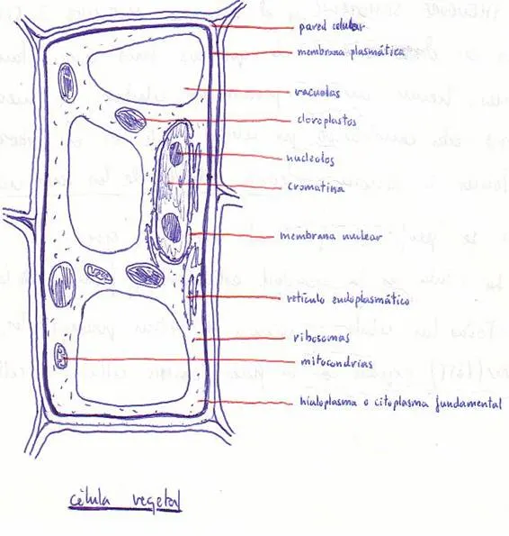 Dibujos para colorear de la célula animal y vegetal - Imagui