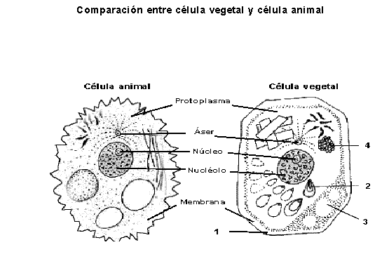 Celula vegetal y animal para dibujar - Imagui
