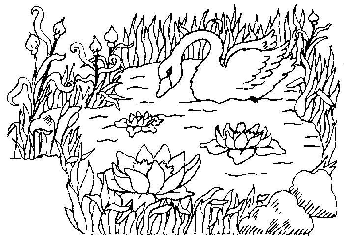 Dibujos para colorear de Cisnes, Plantillas para colorear de Cisnes