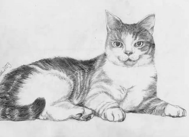 Imágenes de gatos dibujados a lápiz - Imagui
