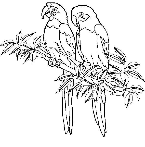 Guacamaya para colorear e imprimir - Imagui