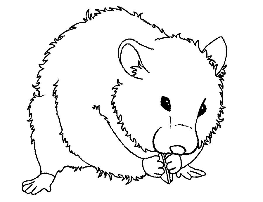Dibujos para colorear de hámsters | Colorear imágenes Dibujos para colorear de hámsters | Colorear imágenes