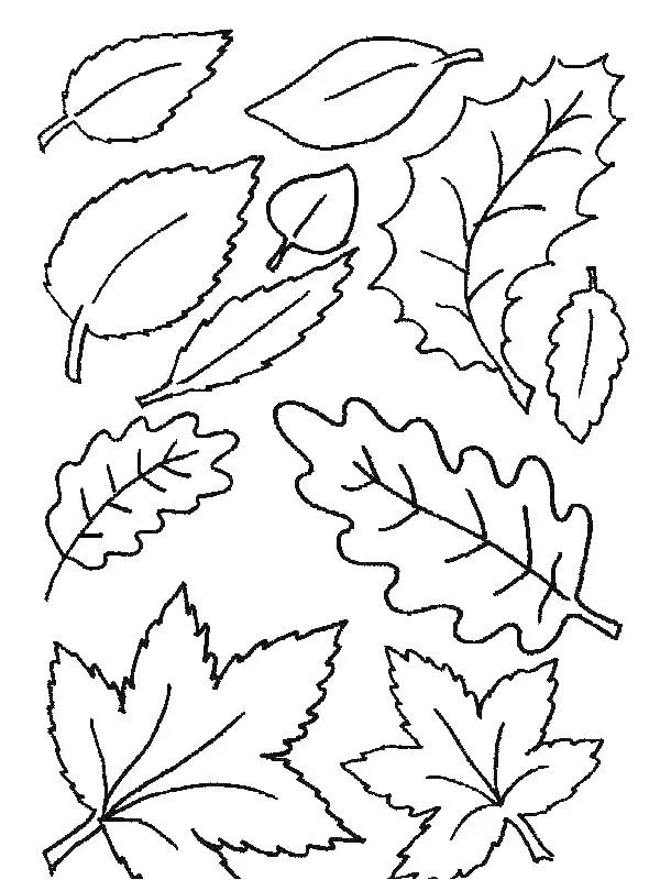Dibujos para colorear de Hojas de los árboles, Plantillas para ...