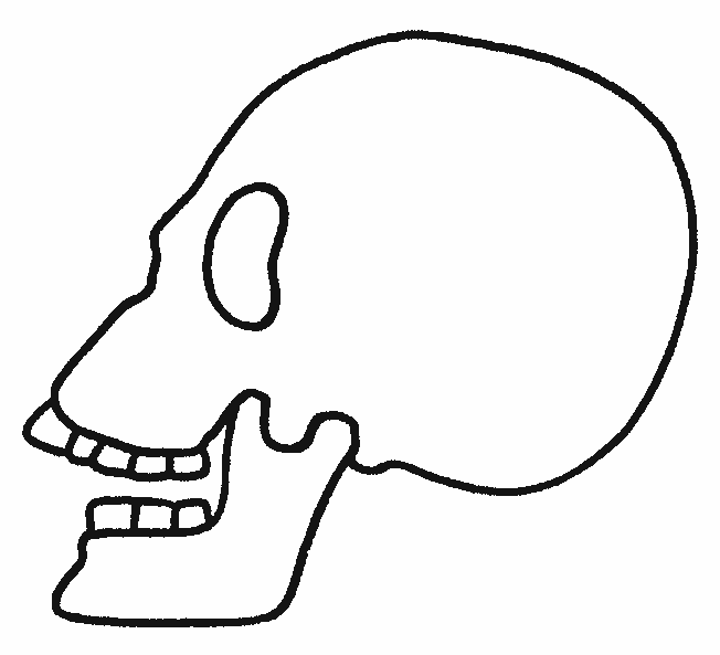 Dibujos para colorear de los ocho huesos del craneo - Imagui