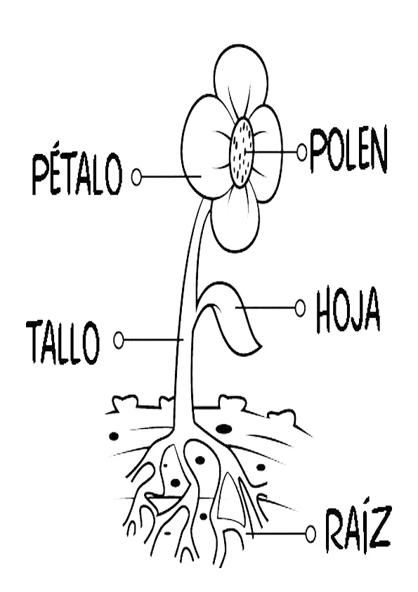 Colorear partes de la flor | Dibujos para colorear