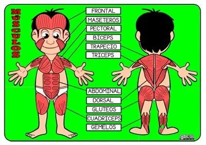 dibujos para colorear musculos cuerpo humano para niños - Buscar ...