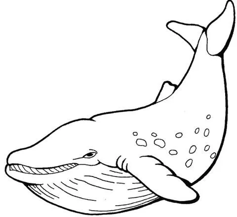 DIBUJOS PARA COLOREAR PINTAR IMAGENES: DIBUJOS DE BALLENAS PARA ... DIBUJOS PARA COLOREAR PINTAR IMAGENES: DIBUJOS DE BALLENAS PARA ...