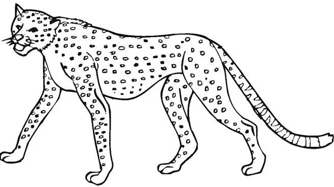 DIBUJOS PARA COLOREAR PINTAR IMAGENES: DIBUJOS DEL LEOPARDO PARA ...