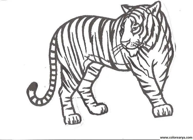 Dibujos de tigre blanco para colorear - Imagui