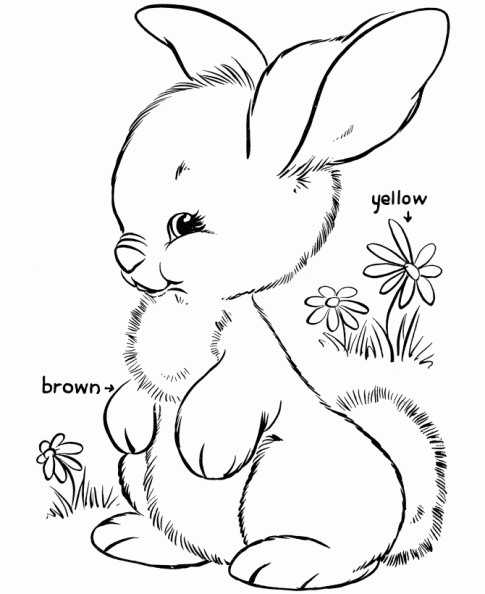 Dibujos de animales para colorear de conejitos - Imagui