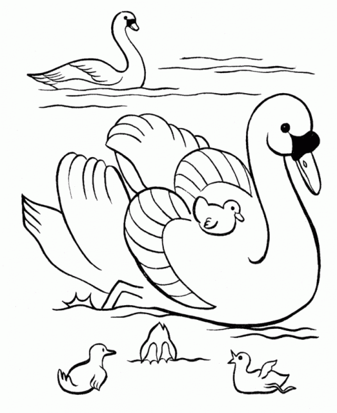 Free coloring pages of cisne