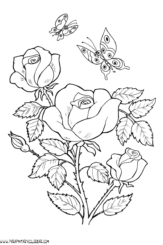 dibujos-para-colorear-de-rosas-025