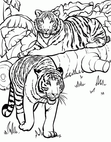 Dibujos para colorear tigre - Imagui