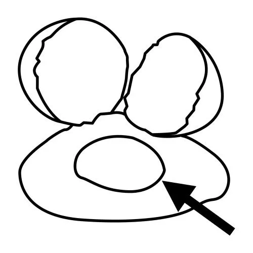 DIBUJOS PARA COLOREAR YEMAS DE HUEVO | Dibujos para colorear DIBUJOS PARA COLOREAR YEMAS DE HUEVO | Dibujos para colorear