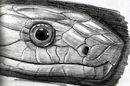 Dibujos complejos y sencillos.: Tutorial: dibujar una serpiente