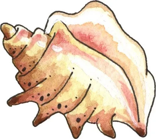 Caracoles de mar en dibujo - Imagui