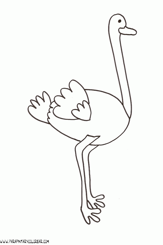 Dibujo avestruz - Imagui