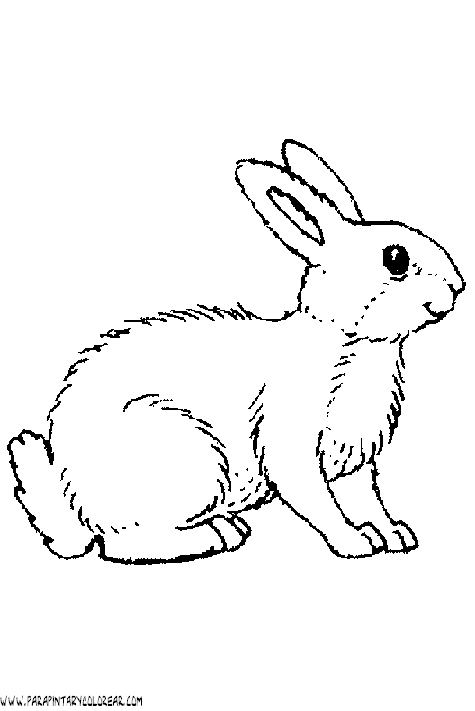 dibujos-de-conejos-027