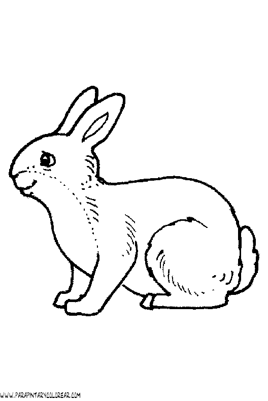 dibujos-de-conejos-099