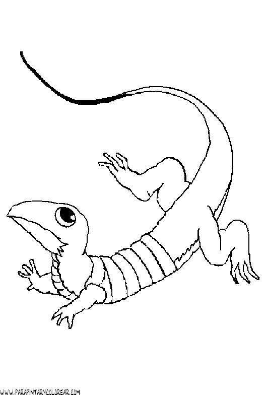 dibujos-de-salamandras-12