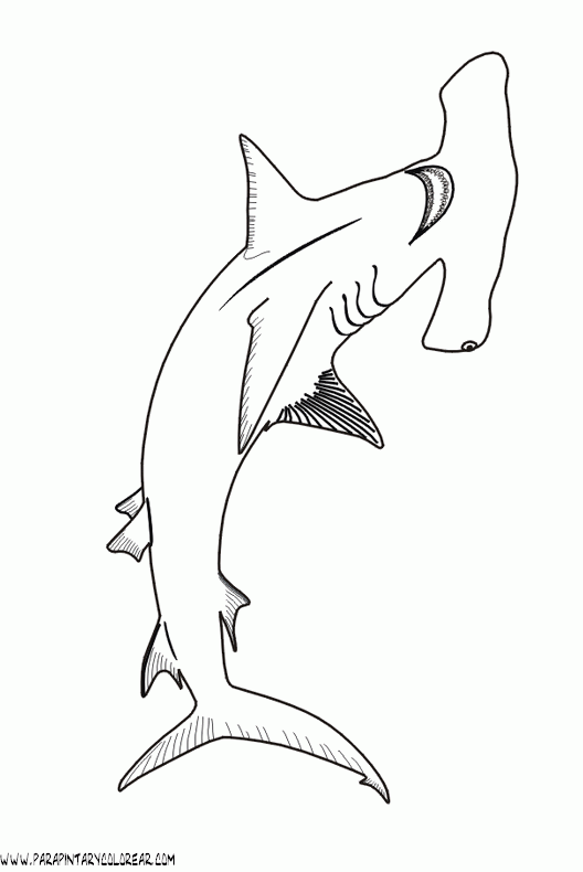 dibujos-de-tiburones-013