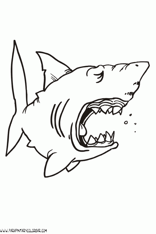 dibujos-de-tiburones-027