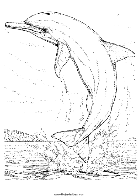 Dibujos de delfines para colorear e imprimirDibujos de dibujar
