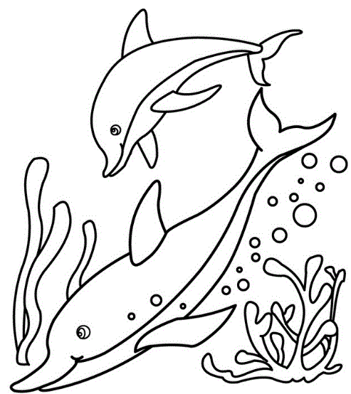Dibujos de delfines » DELFINPEDIA