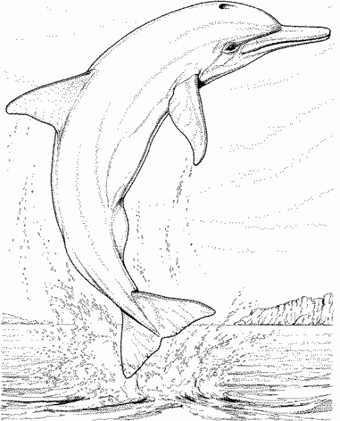Dibujos de delfines 