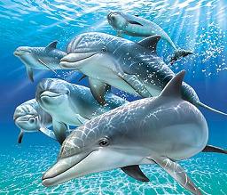 Dibujos de delfines. Dibujos infantiles para colorear de delfines